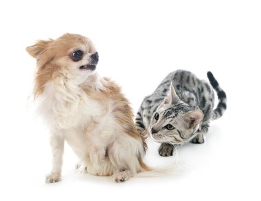 Bengal kedi ve beyaz arka plan önünde chihuahua