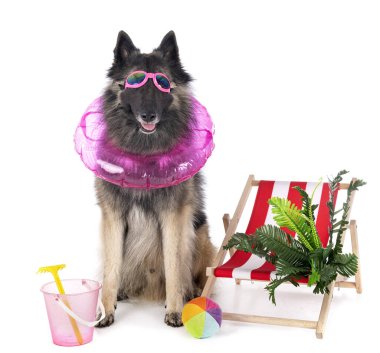 Beyaz arkaplan önünde yetişkin tervueren