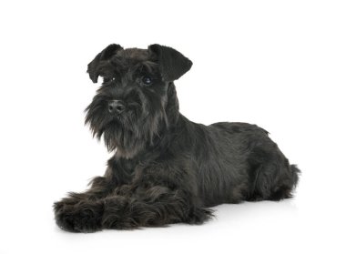 Beyaz arkaplan önünde siyah minyatür schnauzer