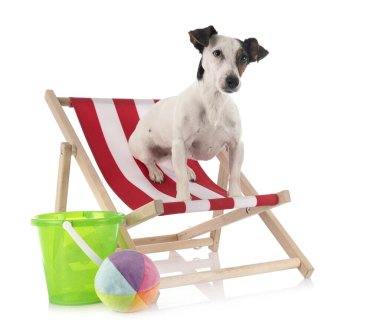 Beyaz arkaplan önünde jack russel terrier