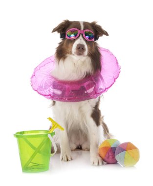 Beyaz arka plan önünde Avustralya çoban köpeği