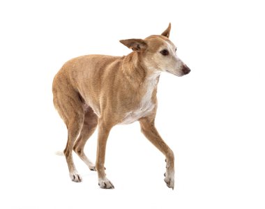 Ibizan Hound in front of white background clipart