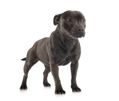 Beyaz arka planda, Stamfordshire boğa teriyeri.