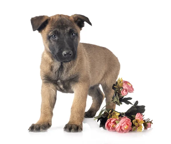 Valp Belgisk Vallhund Framför Vit Bakgrund — Stockfoto