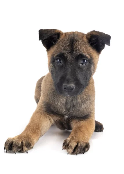 Puppy Belgian Shepherd Front White Background — Stock Photo, Image