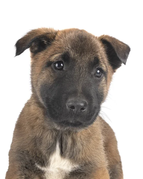 Puppy Belgian Shepherd Front White Background — Stock Photo, Image