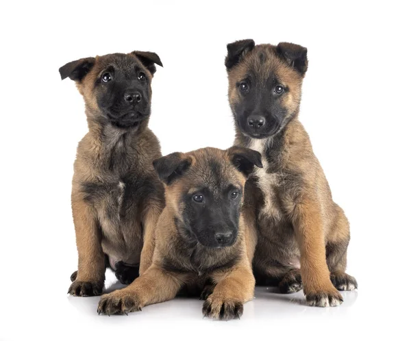 Puppies Belgian Shepherd Front White Background — Stock Photo, Image