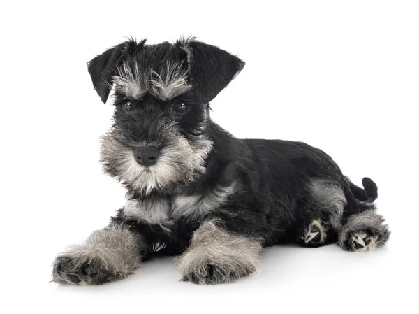 Miniatura Schnauzer Davanti Sfondo Bianco — Foto Stock