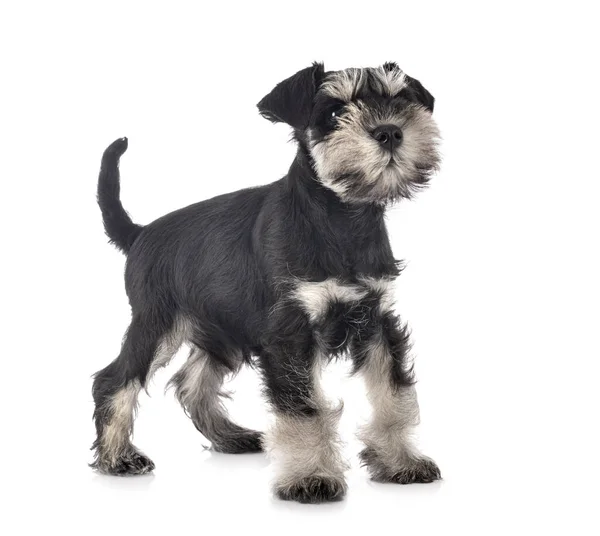 Miniatura Schnauzer Davanti Sfondo Bianco — Foto Stock