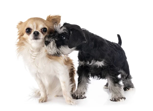 Zwergschnauzer Und Chihuahua Vor Weißem Hintergrund — Stockfoto