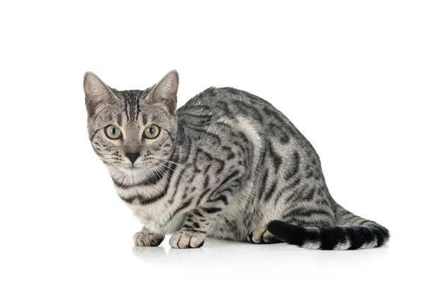 Bengal Cat Front White Background — Stock Photo, Image