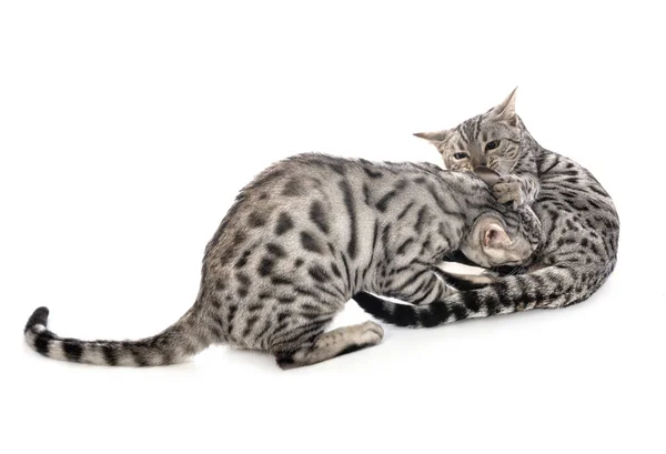 Bengal Cats Front White Background — Stock Photo, Image