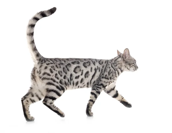 Bengal Cat Front White Background — Stock Photo, Image