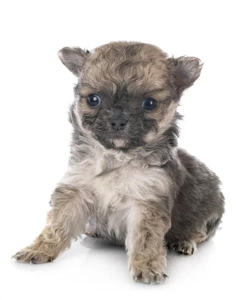 Liten Chihuahua Framför Vit Bakgrund — Stockfoto