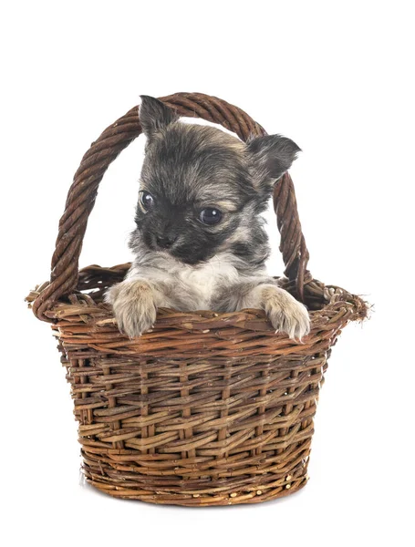 Liten Chihuahua Framför Vit Bakgrund — Stockfoto