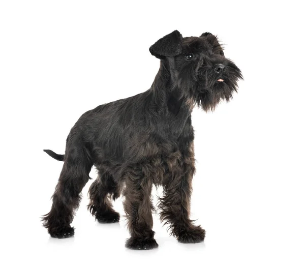 Zwart Miniatuur Schnauzer Voorkant Van Witte Achtergrond — Stockfoto