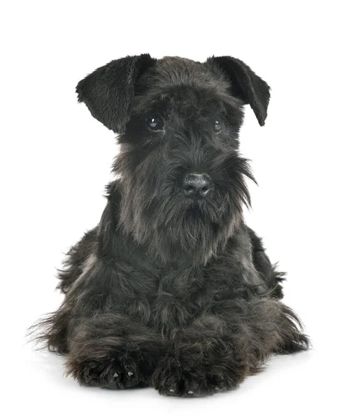 Zwart Miniatuur Schnauzer Voorkant Van Witte Achtergrond — Stockfoto