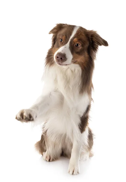 Perro Pastor Australiano Frente Fondo Blanco — Foto de Stock