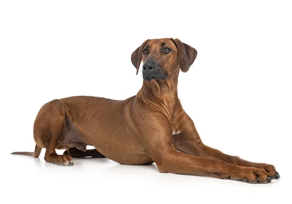 Rhodéský Ridgeback Před Bílým Pozadím — Stock fotografie