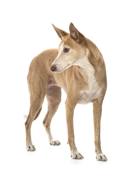 Ібізанський Собака Перед Білим Фоном — стокове фото