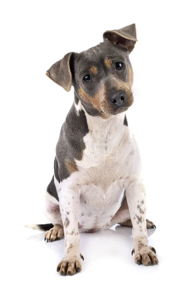 Terrier Brasileño Delante Fondo Blanco —  Fotos de Stock