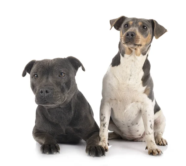 Brasileiro Terrier Staffy Frente Fundo Branco — Fotografia de Stock