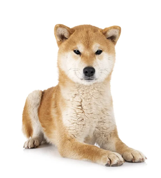 Shiba Inu Frente Fundo Branco — Fotografia de Stock