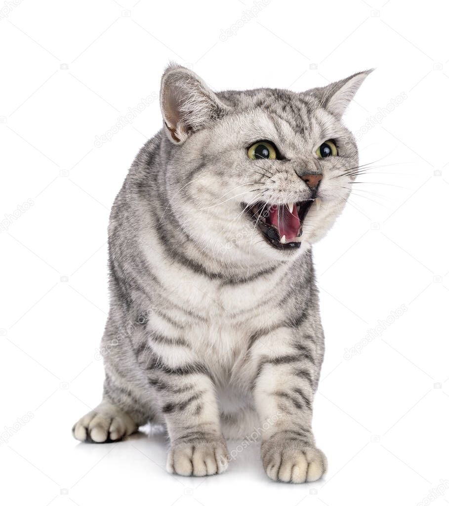 British Shorthair in front of white background