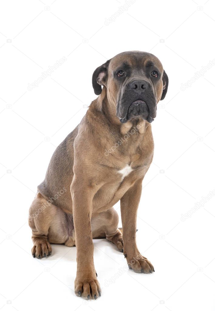 young italian mastiff in front of white background