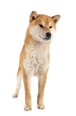 Beyaz arkaplan önünde shiba inu
