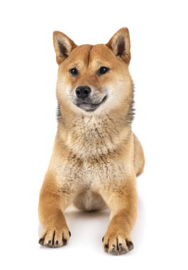 Beyaz arkaplan önünde shiba inu