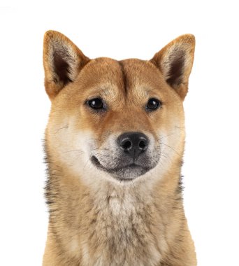 Beyaz arkaplan önünde shiba inu