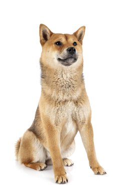 Beyaz arkaplan önünde shiba inu