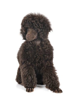 Beyaz arka planda yavru köpek.