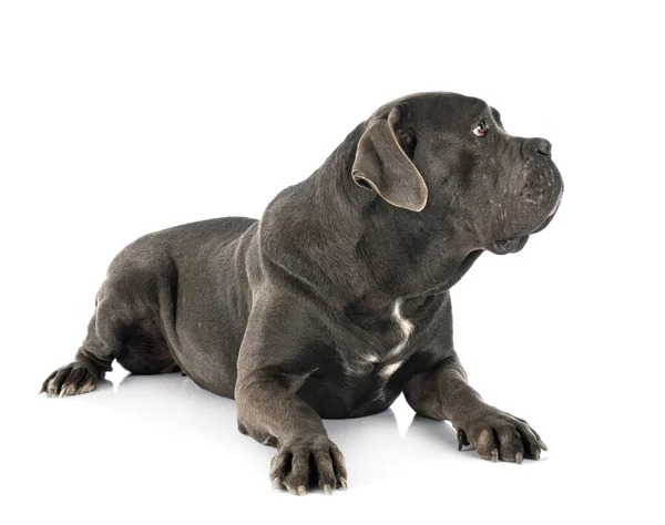 Vrouwelijke Italiaanse Mastiff Voorkant Van Witte Achtergrond — Stockfoto