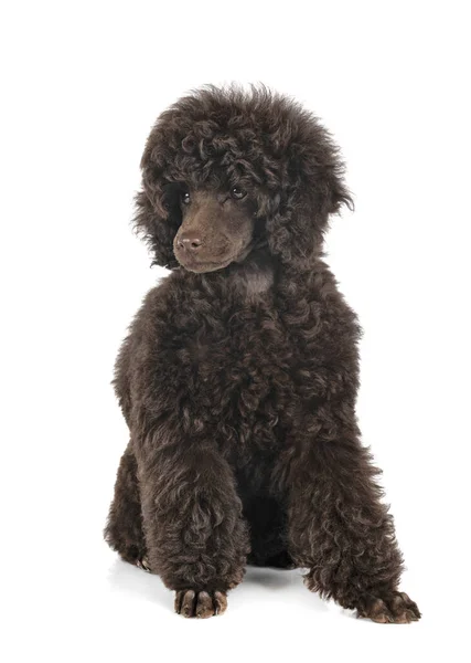 Puppy Toy Poodle Front White Background — Stock Photo, Image