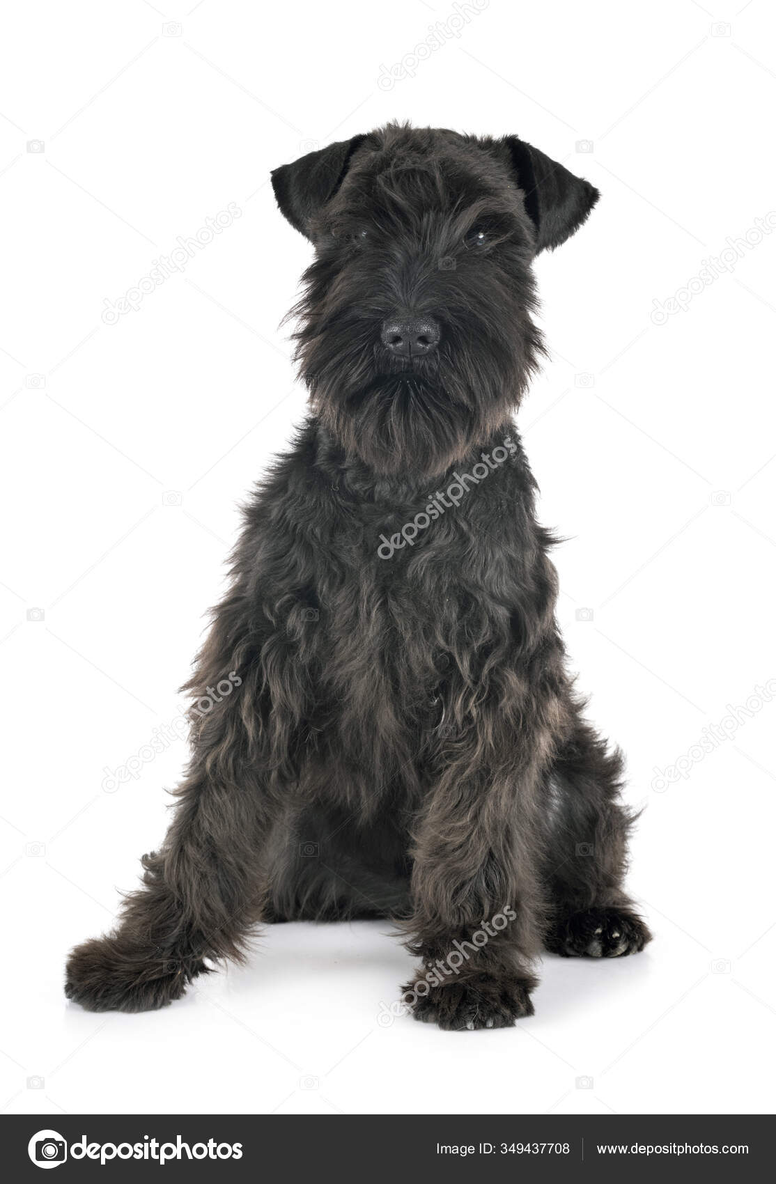 Black Miniature Schnauzer Front White Background — Stock Photo