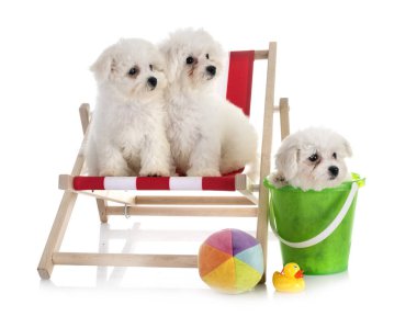 genç Bichon Frises beyaz arka plan önünde