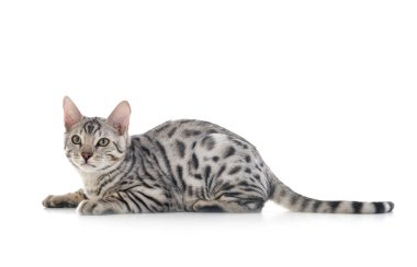 Bengal kedisi beyaz arka planda