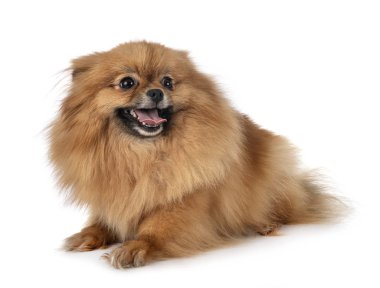 Beyaz arkaplan önünde genç pomeranian