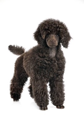 Beyaz arka planda yavru köpek.