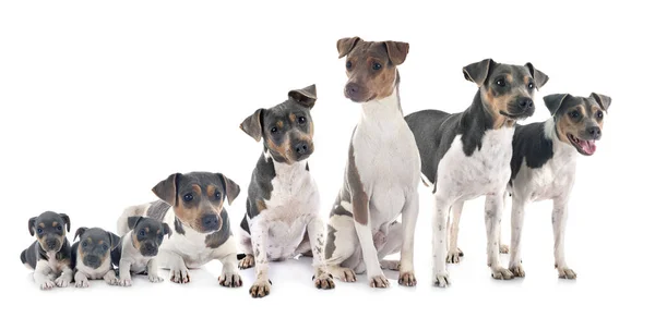 Terriers Brasileños Frente Fondo Blanco — Foto de Stock