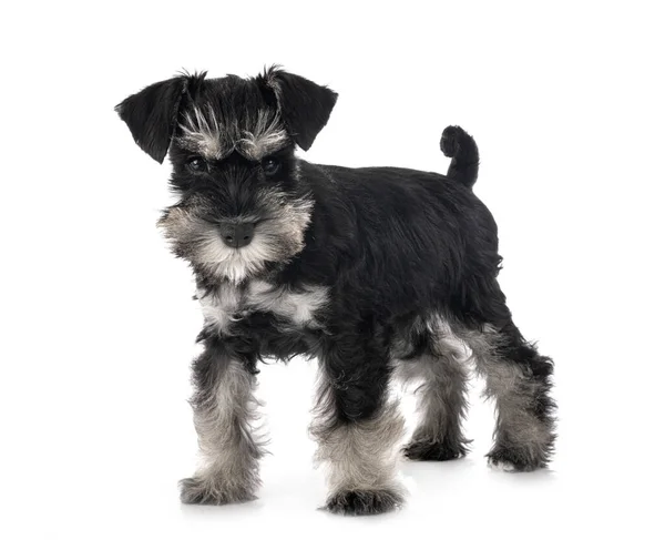 Miniatuur Schnauzer Voorkant Van Witte Achtergrond — Stockfoto