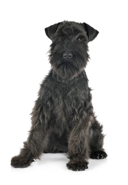 Zwart Miniatuur Schnauzer Voorkant Van Witte Achtergrond — Stockfoto