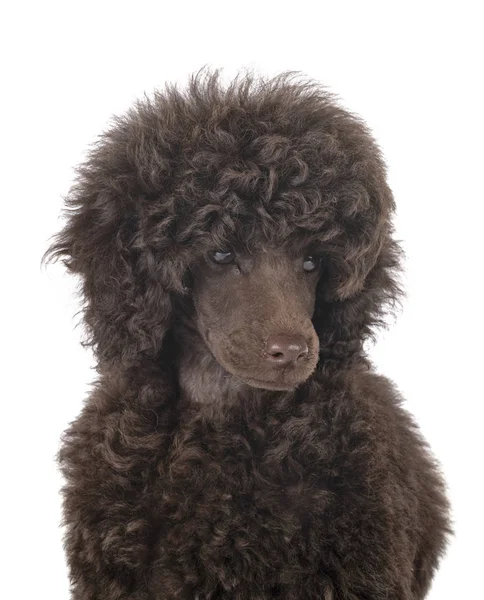 Cachorro Brinquedo Poodle Frente Fundo Branco — Fotografia de Stock