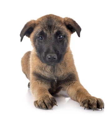 Beyaz arka plan önünde köpek yavrusu Belçika çoban