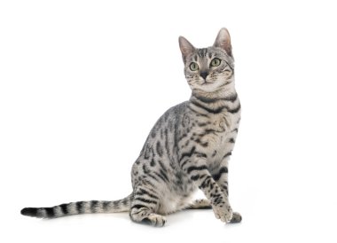 Bengal kedisi beyaz arka planda