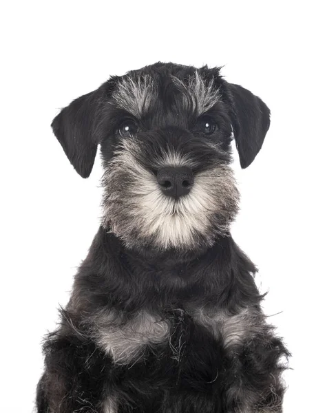 Miniatuur Schnauzer Voorkant Van Witte Achtergrond — Stockfoto