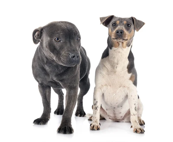 Brasileiro Terrier Staffy Frente Fundo Branco — Fotografia de Stock