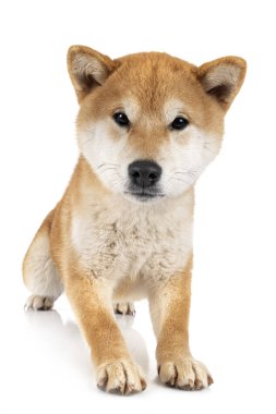 Beyaz arkaplan önünde shiba inu